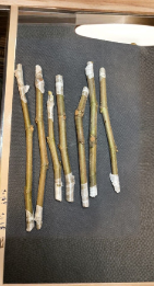 Chicago Hardy Fig Cuttings, Ficus carica, Unrooted Scion Wood, 2 Count, Cold-Tolerant Fruit Tree Propagation