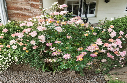 Confetti Miniature Rose Cuttings 3 Pack Live Rosa Propagation, Colorful Blooms, Flowering Shrub