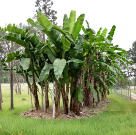 Blue Java Banana Plant Starter Tree - Musa Ice Cream, Tropical Foliage, Small Rooted Plant for Garden or Container