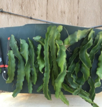Purple Haze Red Dragon Fruit Cuttings 2 Pack, Unrooted Pitaya Cactus Stems for Climbing Vines, 9-14 Inches, Selenicereus sp.