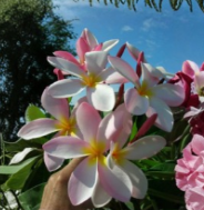 Plumeria Rubra No Root Cutting - Pink, White, Yellow Frangipani Live Tropical Plant for Propagation