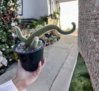 Monkey Tail Cactus Cuttings 3 Pieces, Cleistocactus colademononis, Trailing Succulent, Unrooted Naked Root, Hanging Basket Plant