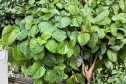 Swedish Ivy Cuttings 5+ Plectranthus australis Trailing Houseplant for Propagation