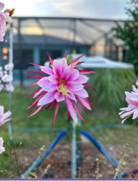 Florida Asunta 5 Dragon Fruit Cutting Hybrid Hylocereus for Propagation, Climbing Cactus, Unrooted Stem, Tropical Fruit Plant
