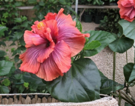 Cocoa Royale Hibiscus Cuttings 2 Pack | Dark Burgundy Foliage Tropical Flowering Plant Stems for Rooting & Propagation