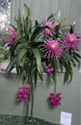 Dragon Fruit Cuttings 8-12 Inches, Connie Mayer, Unrooted Pitaya Cactus Stems, Climbing Tropical Fruit Vine, Selenicereus sp.