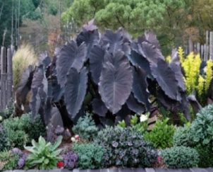 Black Ruffles Elephant Ear Starter Plant | Rooted Colocasia esculenta with Dark Ruffled Foliage