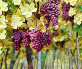 Gewurztraminer Grape Vine Cuttings, Vitis vinifera, 3 Unrooted Propagation Cuttings for Vineyard or Backyard