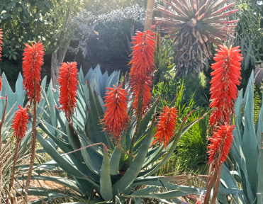 Unrooted Aloe × principis Cutting for 1-Gallon Pot Propagation Succulent Hybrid Aloe