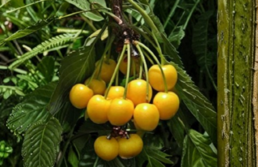 Yellow Cherry Donnisens Unrooted Cuttings – Sweet Cherry Tree Propagation, Prunus avium, Deciduous Fruit Tree, 3 Stem Bundle