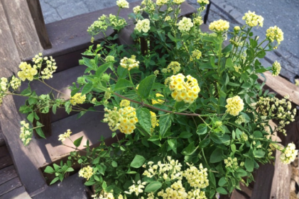 Lemon Lantana Cuttings 8 Live Stems for Propagation Flowering Shrub Lantana camara