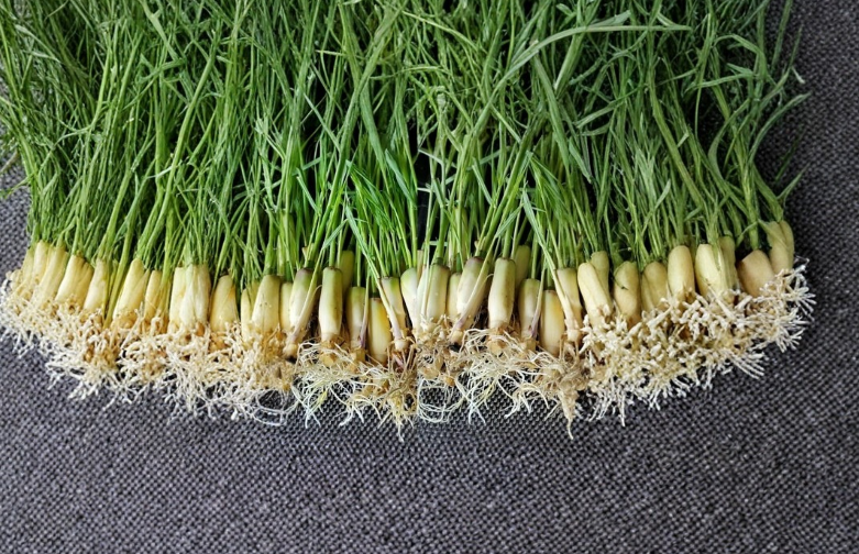 Lemongrass Stalks 10 Pack Live Starter Cymbopogon citratus for Outdoor Garden, Culinary & Ornamental Grass