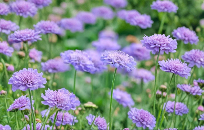 Scabiosa Pincushion Flower Starter Plant Perennial Garden Bloom for Borders and Cottage Gardens