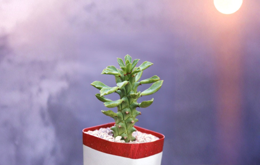 Monadenium Guentheri Rooted Plant 2-Inch Caudex Succulent for Bonsai & Collection Euphorbia guentheri