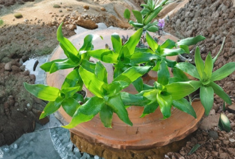 Callisia Fragrans Live Plant Pair – Tropical Foliage, Green Trailing Plants, Indoor Container, Commelinaceae