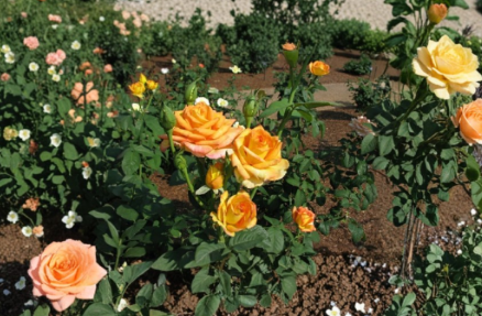 Gold Medal Rose Cuttings – Unrooted Hybrid Tea Rose Stems for Grafting, Yellow-Orange Blooms, Rosa spp.