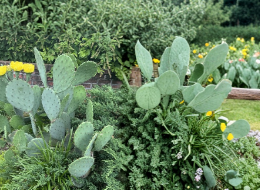 Opuntia Humifusa Prickly Pear Cactus Pads 2 Pounds - Eastern Native Cactus Cuttings for Planting