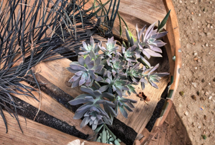 2 Echeveria Ghost Plant Succulent Cuttings 2-4 Inch Unrooted Rosette Succulents for Propagation