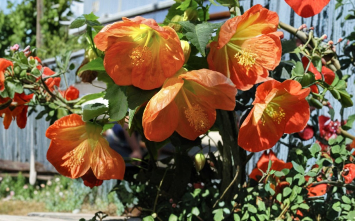 Lucky Lantern Tangerine Abutilon Plant | Small Rooted Starter Flowering Maple | Bright Orange Lantern Blooms | Abutilon hybridum
