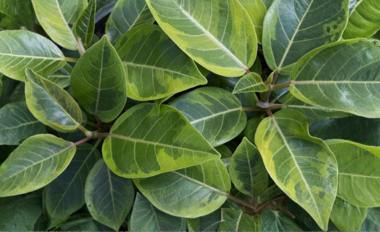 Ficus altissima ‘Variegata’ Cuttings – 3 Fresh Propagation Stems with Cream and Green Variegation