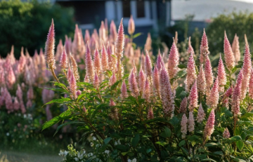 Flamingo Feather Celosia Seeds 50 Count Soft Pink Plume Flower for Garden & Cut Arrangements - Celosia argentea