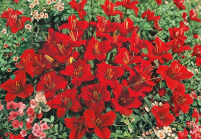 Mixed Daylily Bare Root Plants Set of 5 - Hemerocallis Perennial Flowers Ready for Planting
