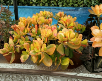 Hummel Sunset Jade Succulent Cuttings Set of 2 Crassula argentea Unrooted Propagation Plants