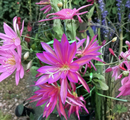 Epiphyllum 'Irette' Orchid Cactus Cutting - Unrooted Tropical Cactus Segment for Propagation and Indoor Gardening