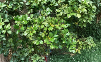 American Holly Unrooted Cuttings – Ilex opaca Evergreen Tree Propagation Bundle of 75