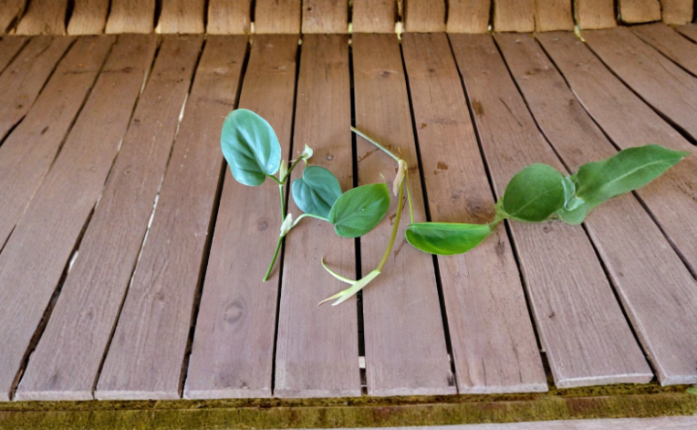 Heartleaf Philodendron Cutting | Trailing Indoor Houseplant | Philodendron hederaceum | Live Rooted Plant