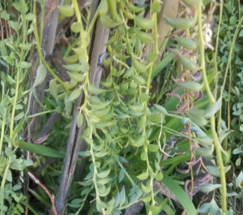 String of Bananas Succulent Cuttings, Unrooted, Senecio radicans, Trailing Houseplant, Propagation Lot of 5
