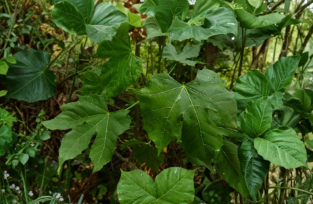 Chaya Tree Spinach Plant Cuttings, Cnidoscolus chayamansa, Organic Garden Propagation, Tropical Shrub, Green Foliage