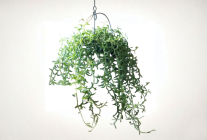 String of Flying Dolphins Cuttings 3 Inch Live Succulent Plant Curio peregrinus Hanging Trailing