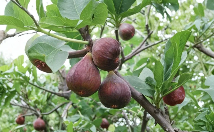Sweet Jerusalem Fig Cuttings Ficus carica Heirloom Fruit Tree Propagation Scion Wood