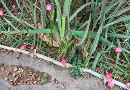 Red and White Dragon Fruit Cuttings – 3 Live Unrooted Pitaya Clippings for Planting or Grafting, Hylocereus spp.