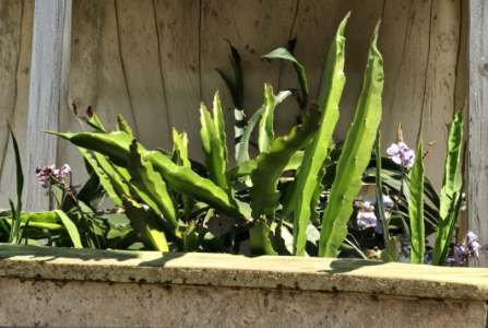 White Dragon Fruit Cuttings 8 Inch Unrooted Pitaya Cactus for Planting, Hylocereus spp.