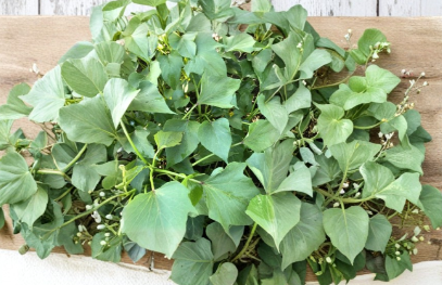 Rooted Sweet Potato Slips 10 Pack | Ipomoea Batatas Vegetable Plants for Garden or Containers