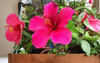 Pink Hibiscus Cuttings 20 Count | Hibiscus rosa-sinensis Propagation | Tropical Pink Flowering Shrubs