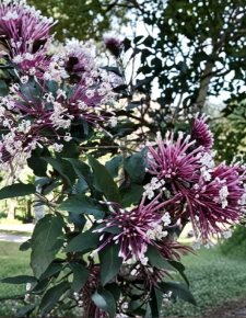 Shooting Star Plant Cuttings, Clerodendrum quadriloculare, Unrooted Propagation Set of 6