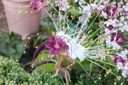 Jamaican Caper Seeds 10 Pack, Tropical Native Shrub, Berry-Like Fruit, Capparis cynophallophora for Native & Coastal Gardens