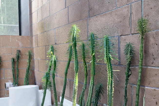 Euphorbia loricata African Palm Tree Succulent Cutting 6 Inch Unrooted Propagation Indoor Outdoor