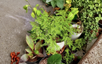Pilea microphylla Unrooted Cutting | Artillery Fern, Rock Weed Live Plant Stem for Terrarium & Ground Cover