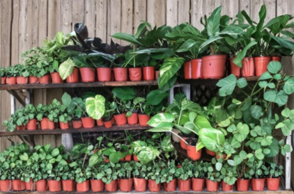 Pothos Cuttings Combo 4 Unrooted Epipremnum Aureum Trailing Houseplants Green Variegated Indoor Vine