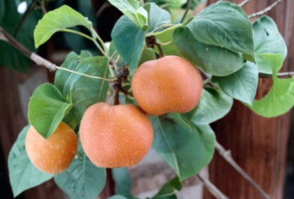 Chojuro Asian Pear Scionwood 5 Fresh Green Cuttings for Grafting Pyrus pyrifolia 'Chojuro'