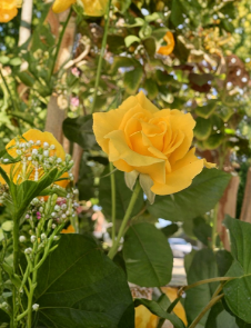 Radiant Perfume Rose Unrooted Stems - Large Yellow Fragrant Rose Variety for Propagation and Planting