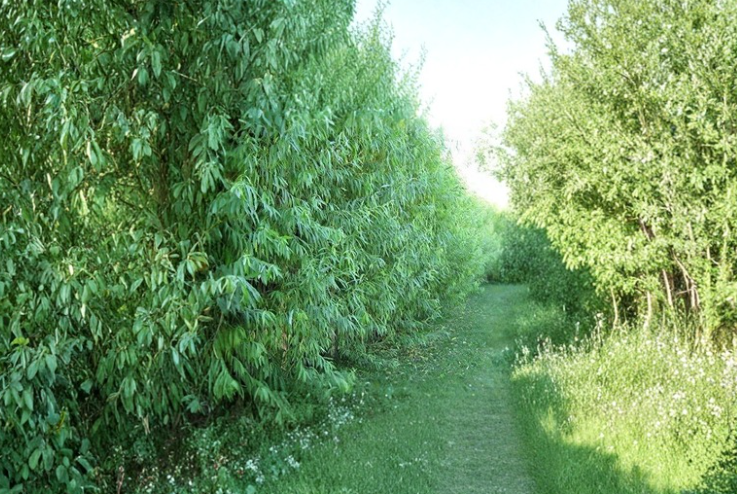 Austree Hybrid Willow Cuttings - Fast Growing Salix Propagation Stems for Privacy Screen & Landscape Planting