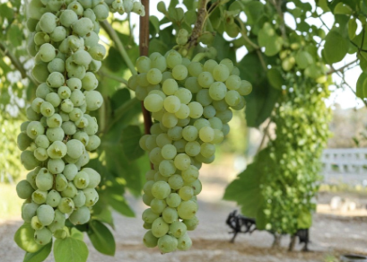 Seedless Grape Vine Live Plant Cutting in Pot – Climbing Fruit Vine, Vitis spp., Ready to Plant