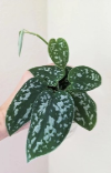 Silver Pothos Cuttings 4 Nodes Live Houseplant for Propagation, Scindapsus pictus Argyraeus, Trailing Indoor Plant