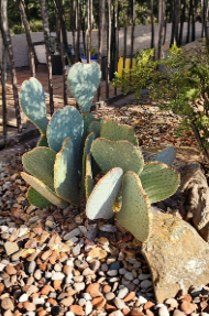 Opuntia basilaris Beavertail Prickly Pear Cactus Pad Cutting Live Unrooted for Propagation