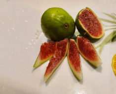 White Madeira Fig Cutting 10 Inch Hardwood Ficus carica Unrooted Propagation Plant